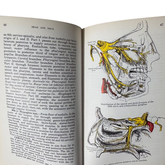 The Concise Grays Anatomy Book by C.H. Leonard AM MD Chartwell Books 1983  Omega - Picture 11 of 16